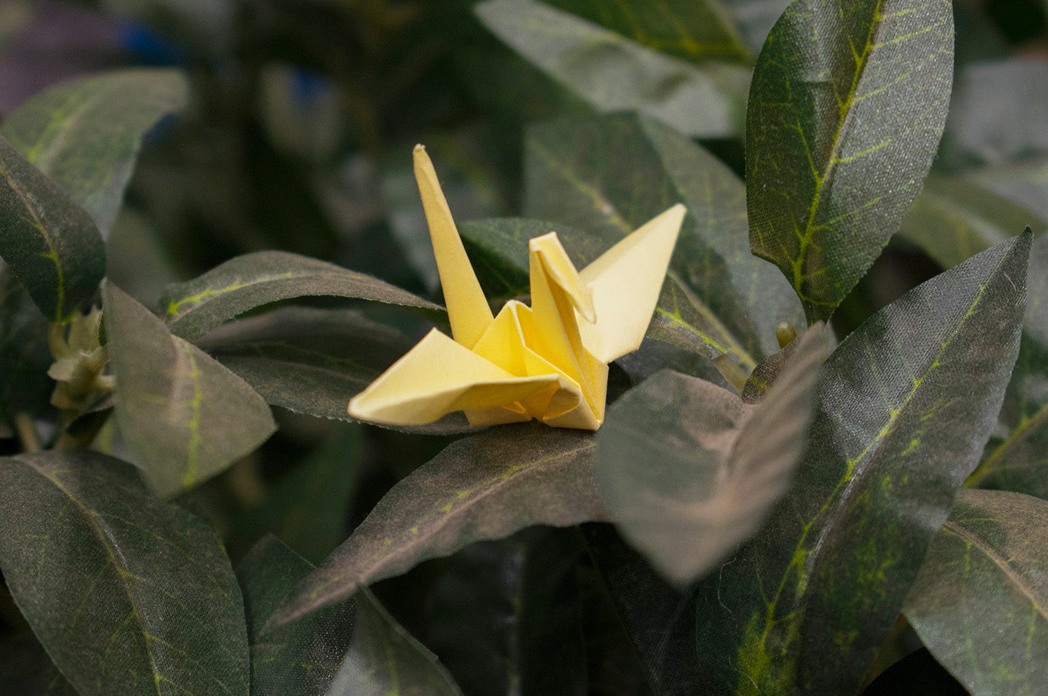 ORIGAMI:<br>SO, WHO’S FRANK?