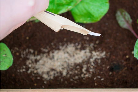 How To Plant Your Seeds